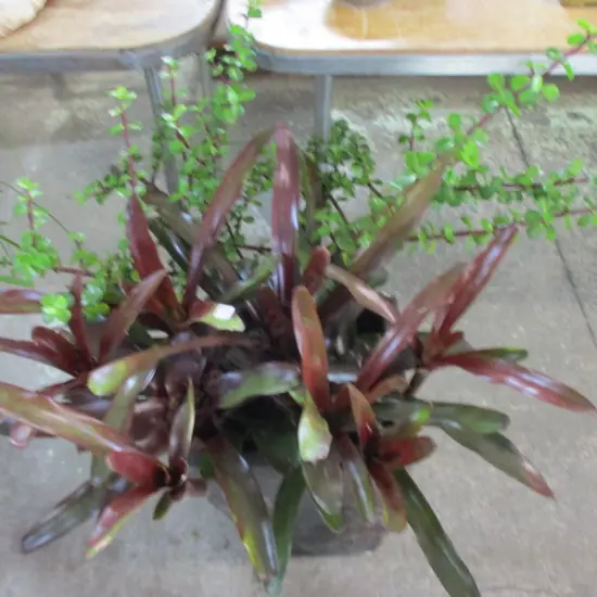 Plants