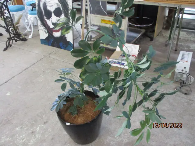 Plant Image 1++