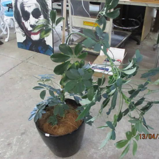 Plant