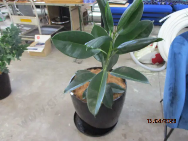 Plant Image 1++