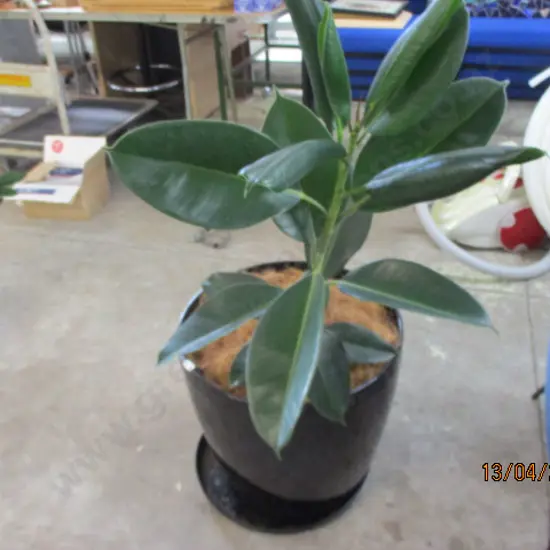Plant