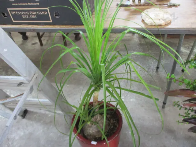 Pony Tail Palm Image 1++