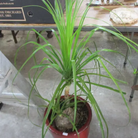 Pony Tail Palm