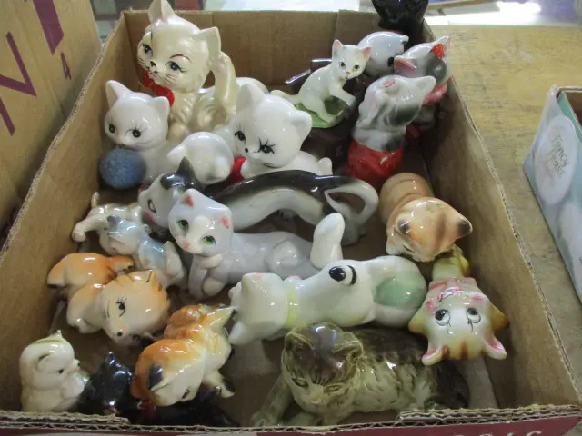 Cats Image 1++