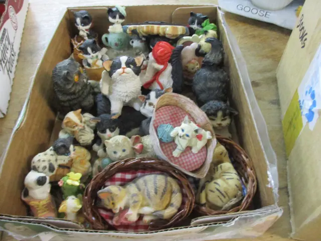 Cats Image 1++