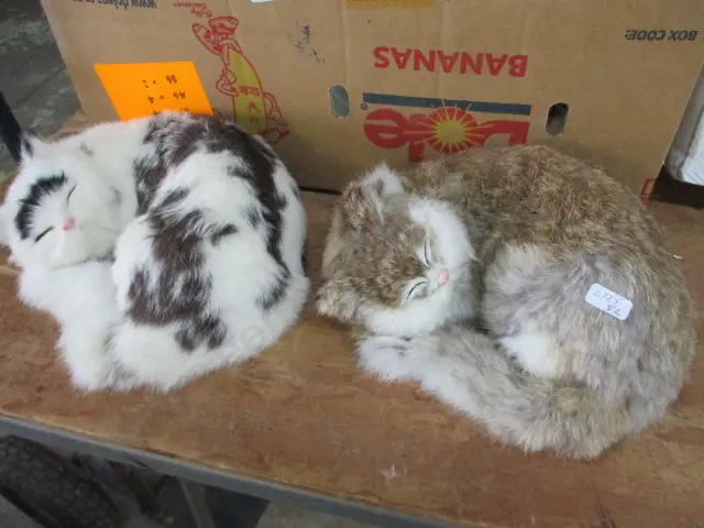 2 Cats Image 1++