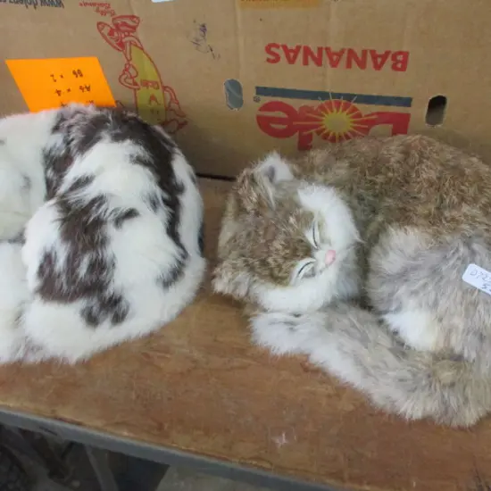 2 Cats