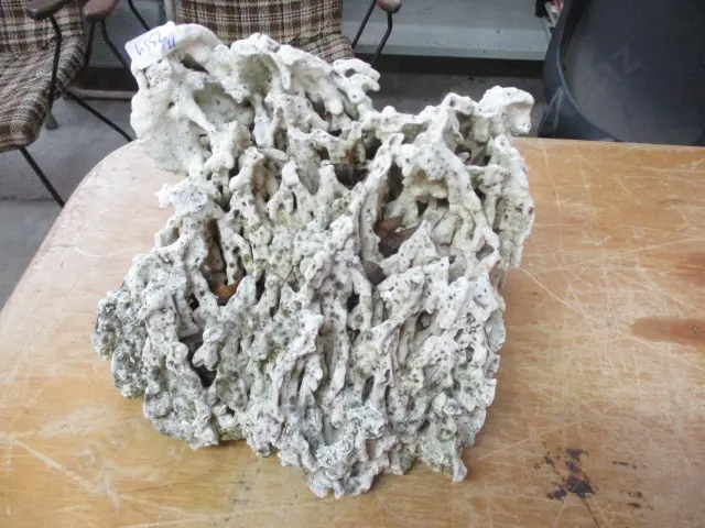 Coral Image 1++