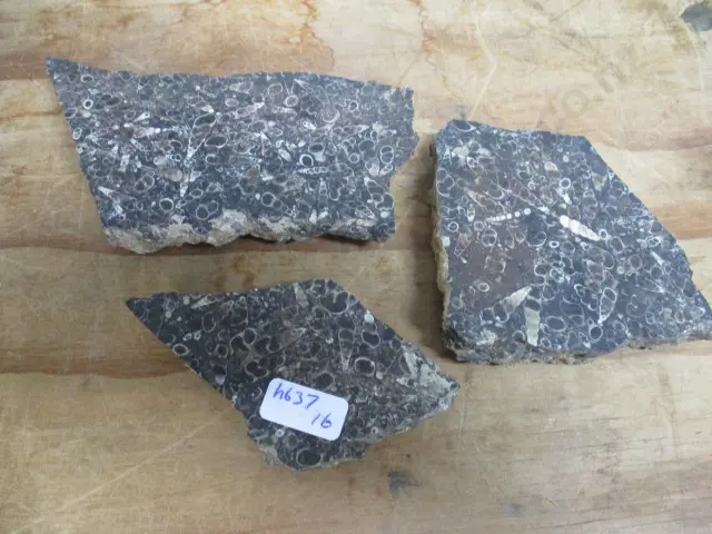Fossils Image 1++