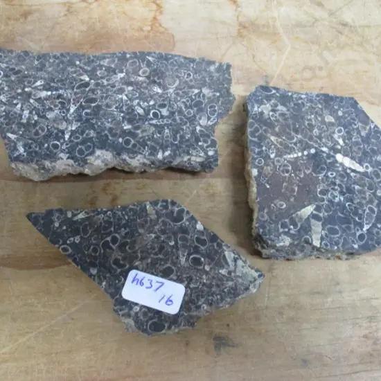 Fossils