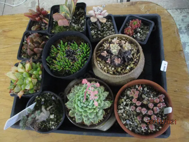 Succulents Image 1++