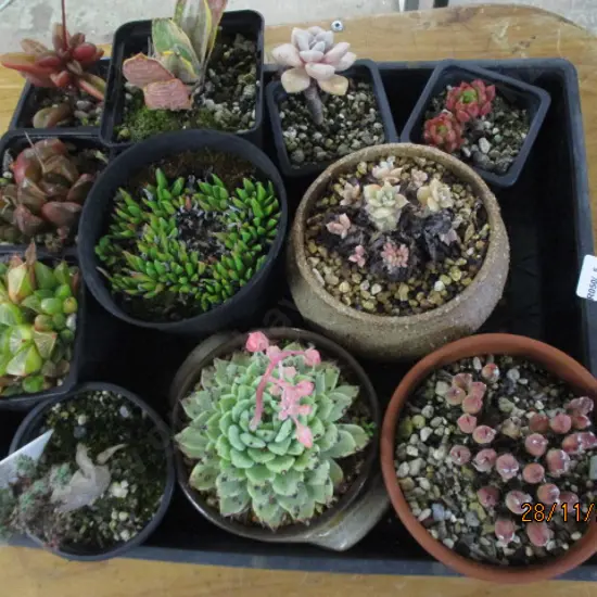 Succulents