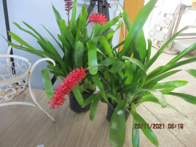Bromiliads Image 1++
