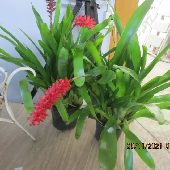Bromiliads