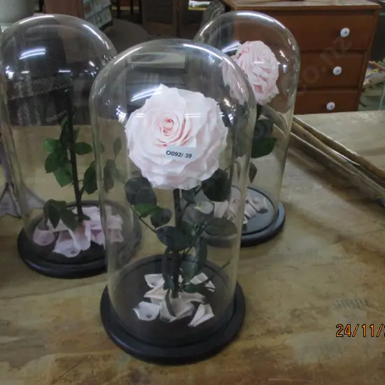 3 Glass Domes