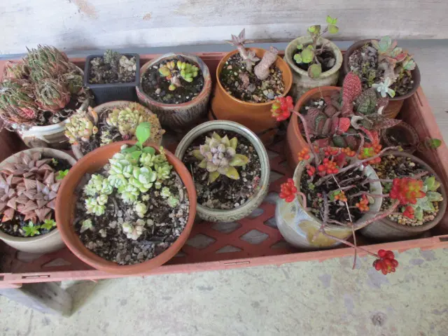 Succulants Image 1++