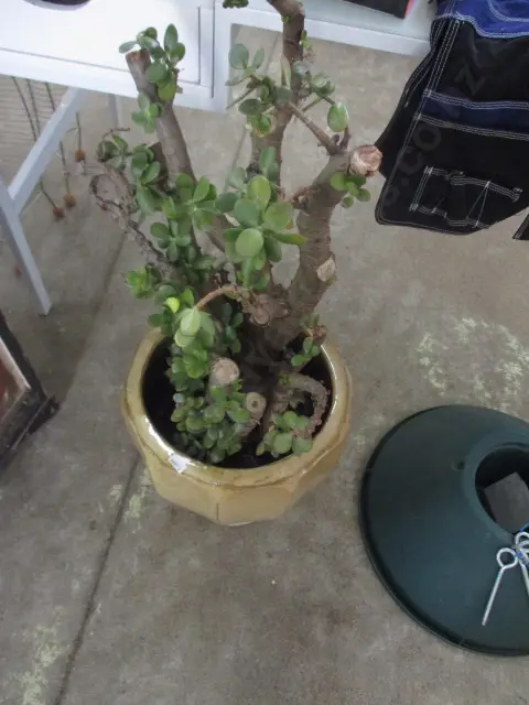 Jade Tree Image 1++