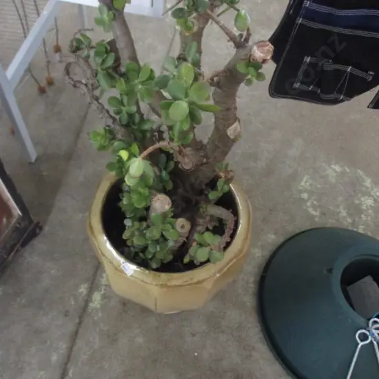 Jade Tree