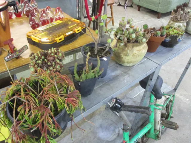Succulents Image 1++