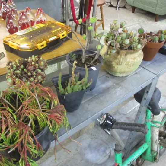 Succulents