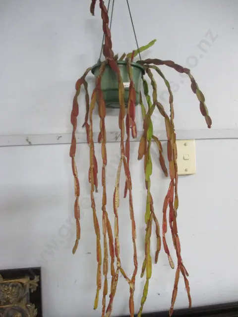 Chain Cactus Image 1++