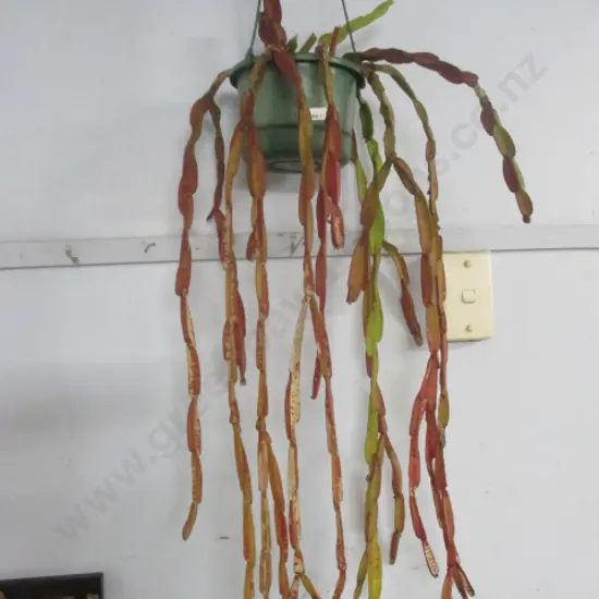 Chain Cactus