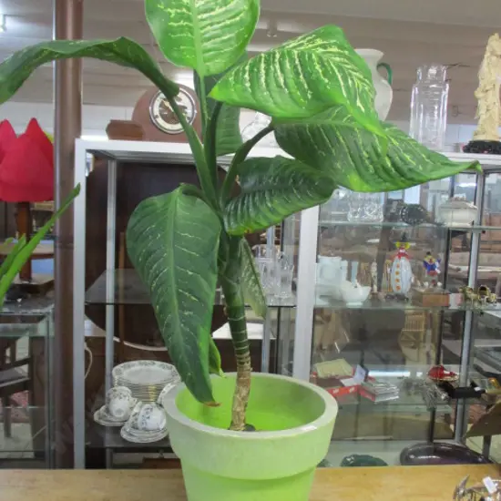 Potted Plant