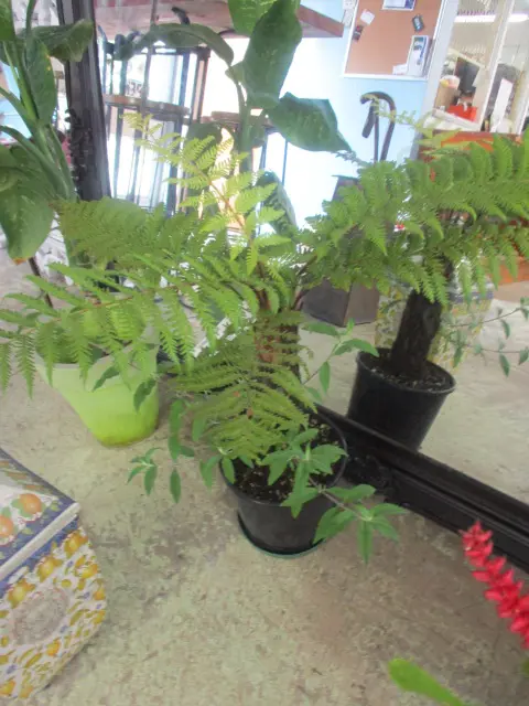 Tree Fern Image 1++