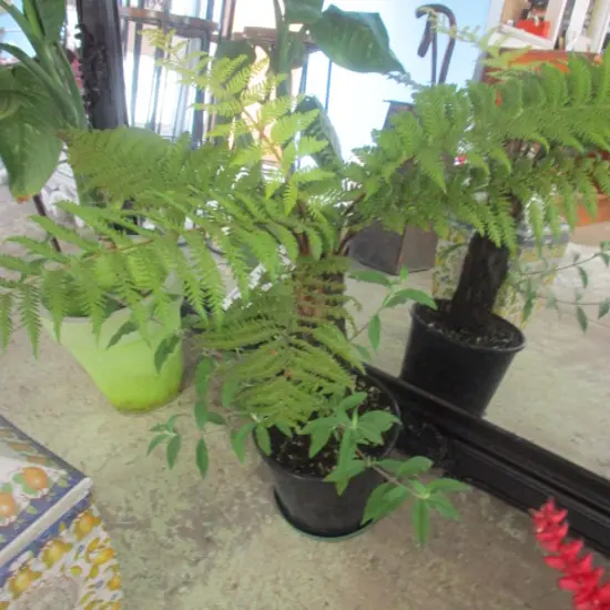 Tree Fern