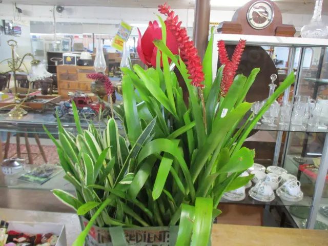 Plants Image 1++