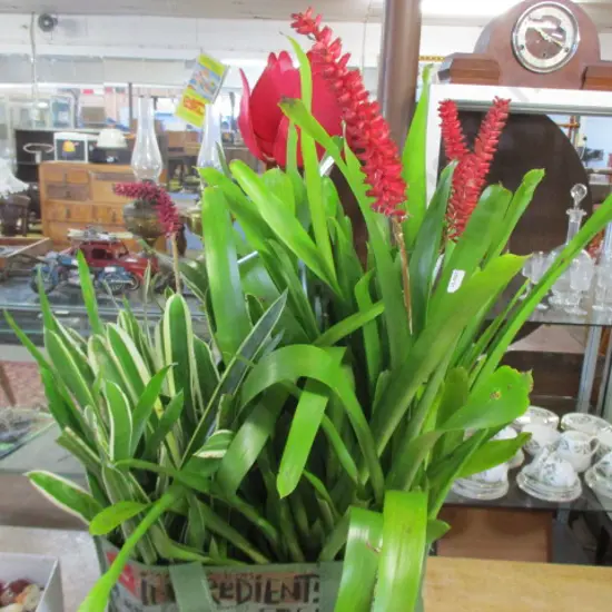 Plants
