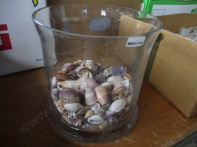 Seashells Image 1++