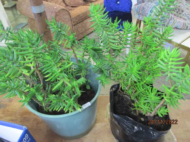Plants Image 1++