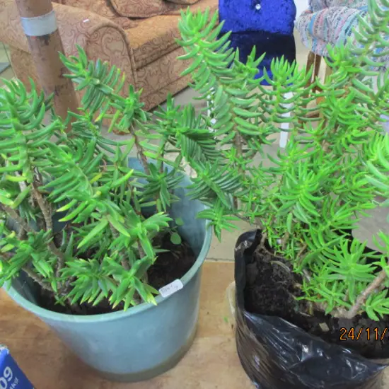 Plants