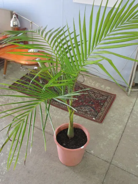 Plant Image 1++