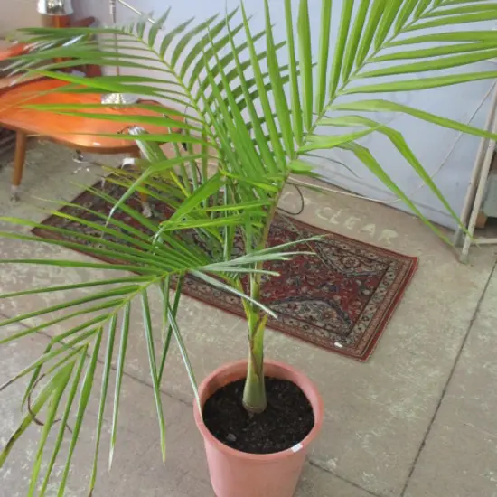 Plant