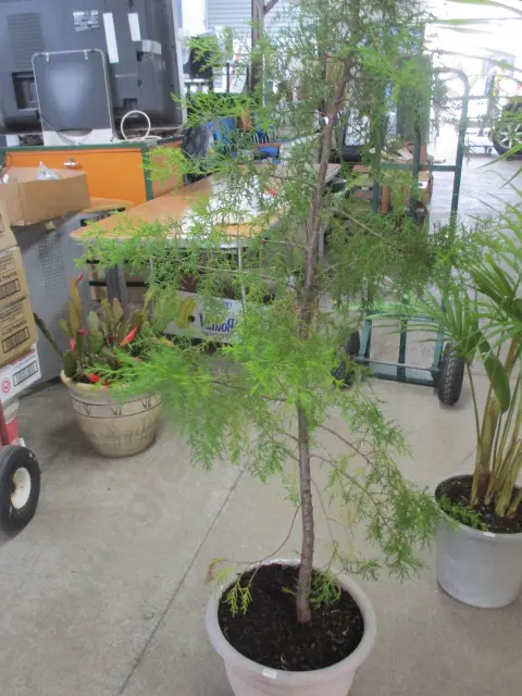 Plant Image 1++
