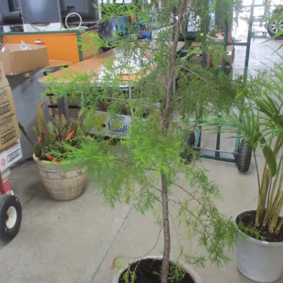 Plant