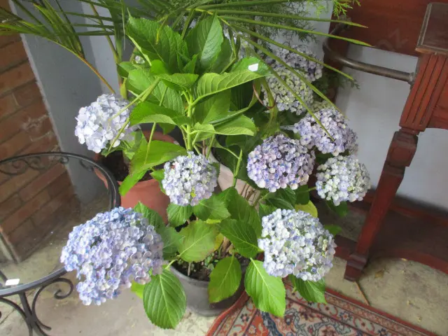 Plant Image 1++