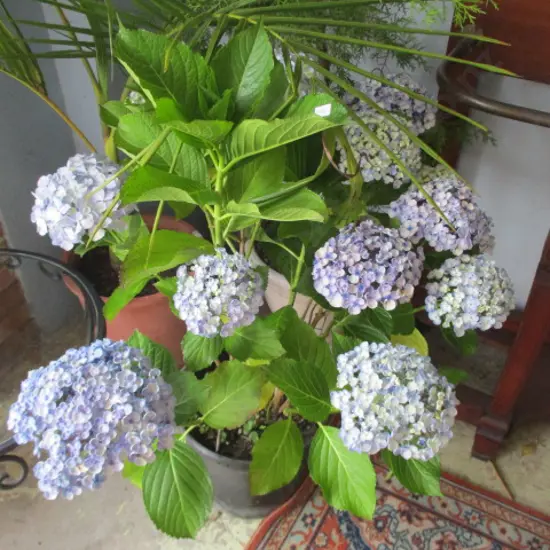 Plant
