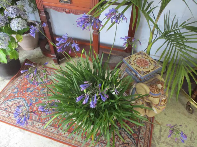 Plant Image 1++