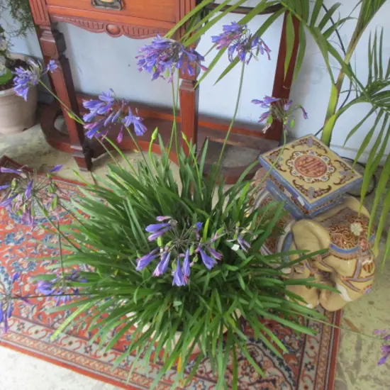 Plant