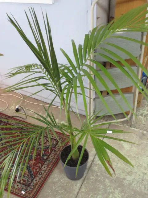 Plant Image 1++