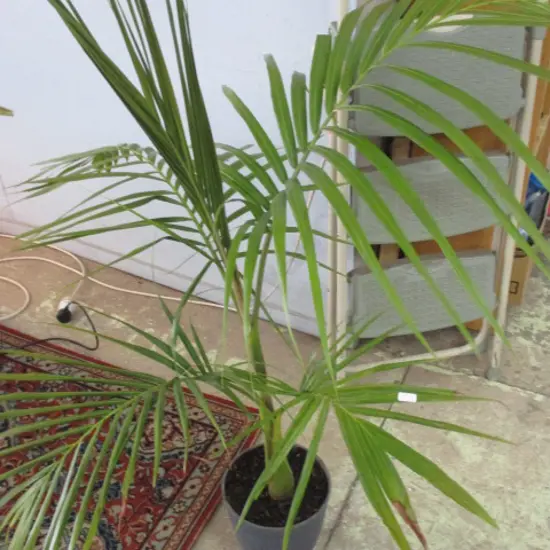Plant