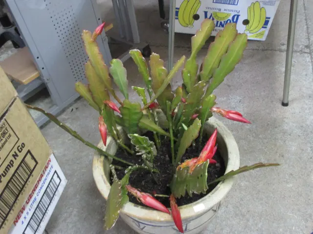 Plant Image 1++