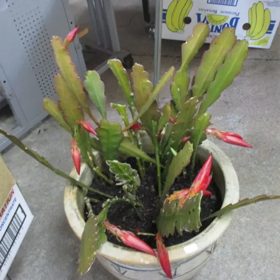 Plant