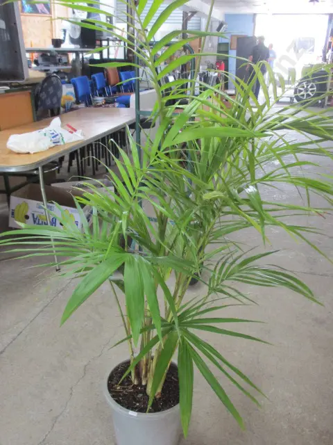 Plant Image 1++