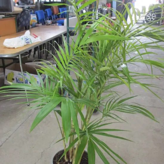 Plant