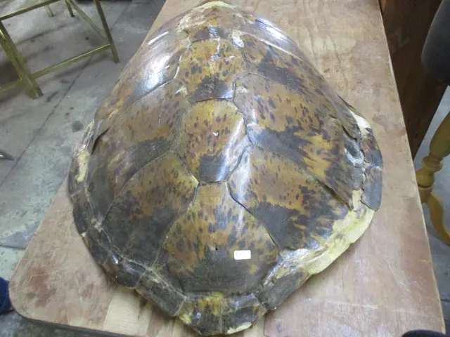 Turtleshell (af) Image 1++