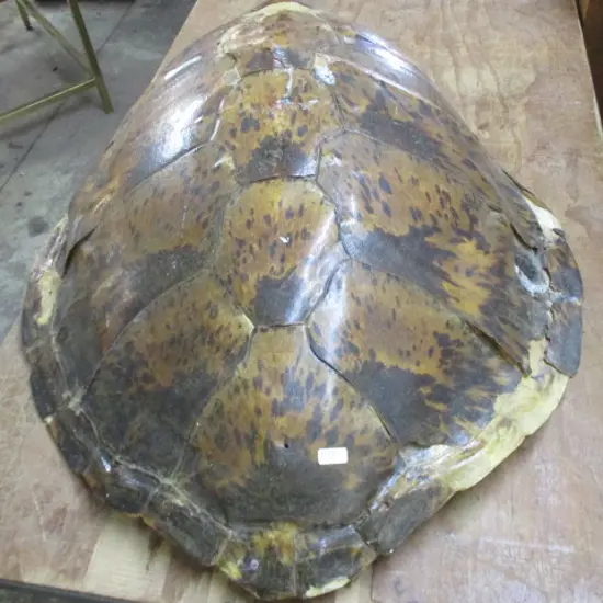 Turtleshell (af)